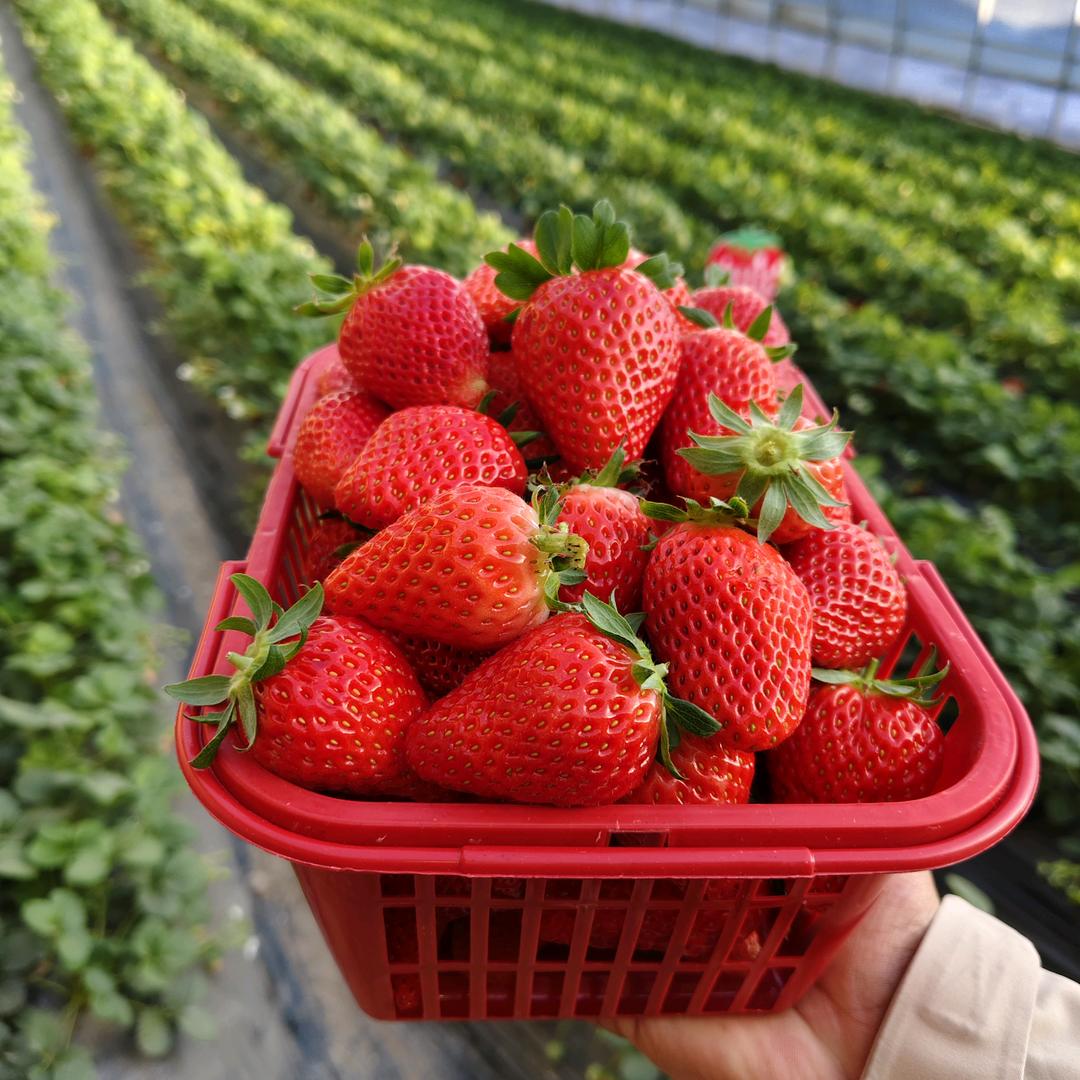 鑫满园无花果草莓采摘园