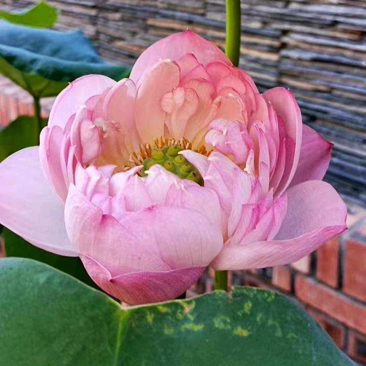 刘老师