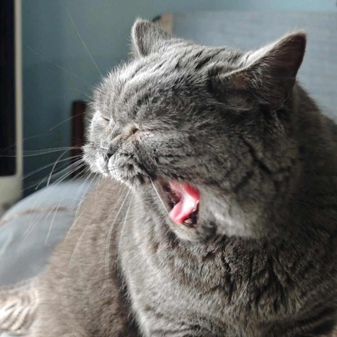 千里送鹅毛女士