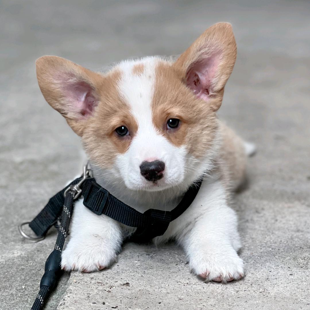 恶犬小堡堡（不互关，勿扰）