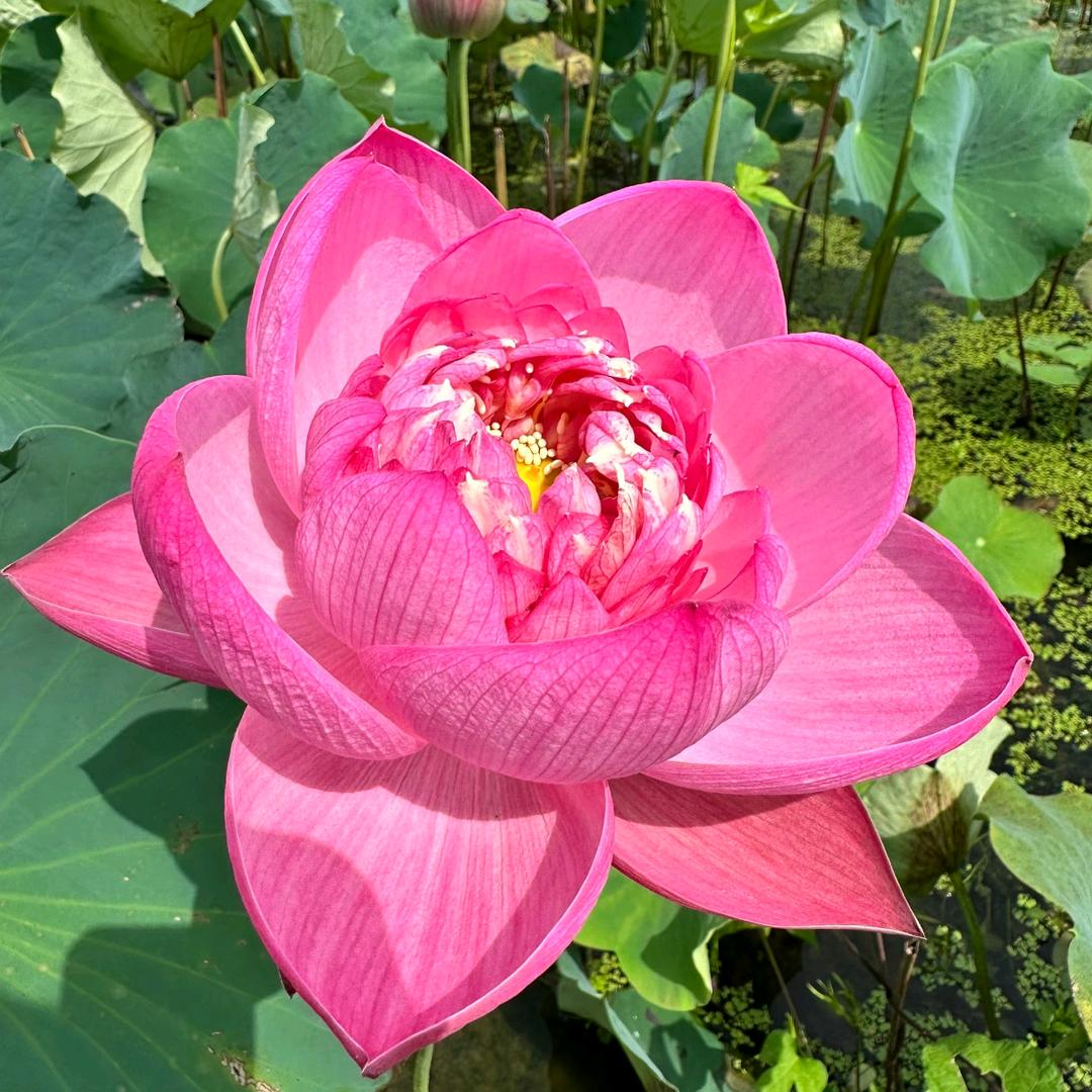 a苦中着乐🌹🌹🌹🌹🌹🌹