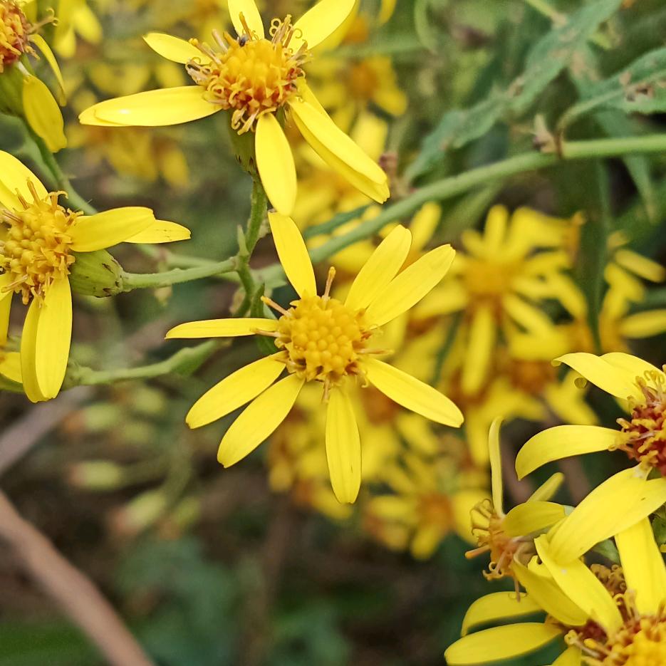 花🌸开花🌸落