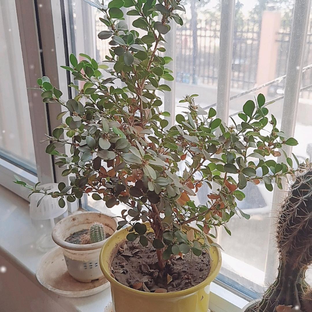 清风吟月