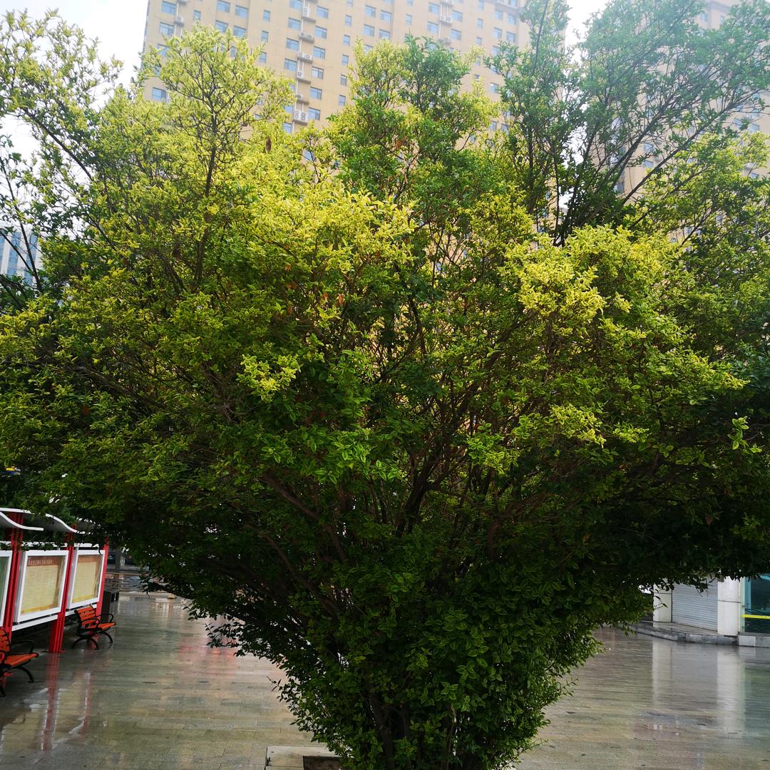 【王哪跑】
