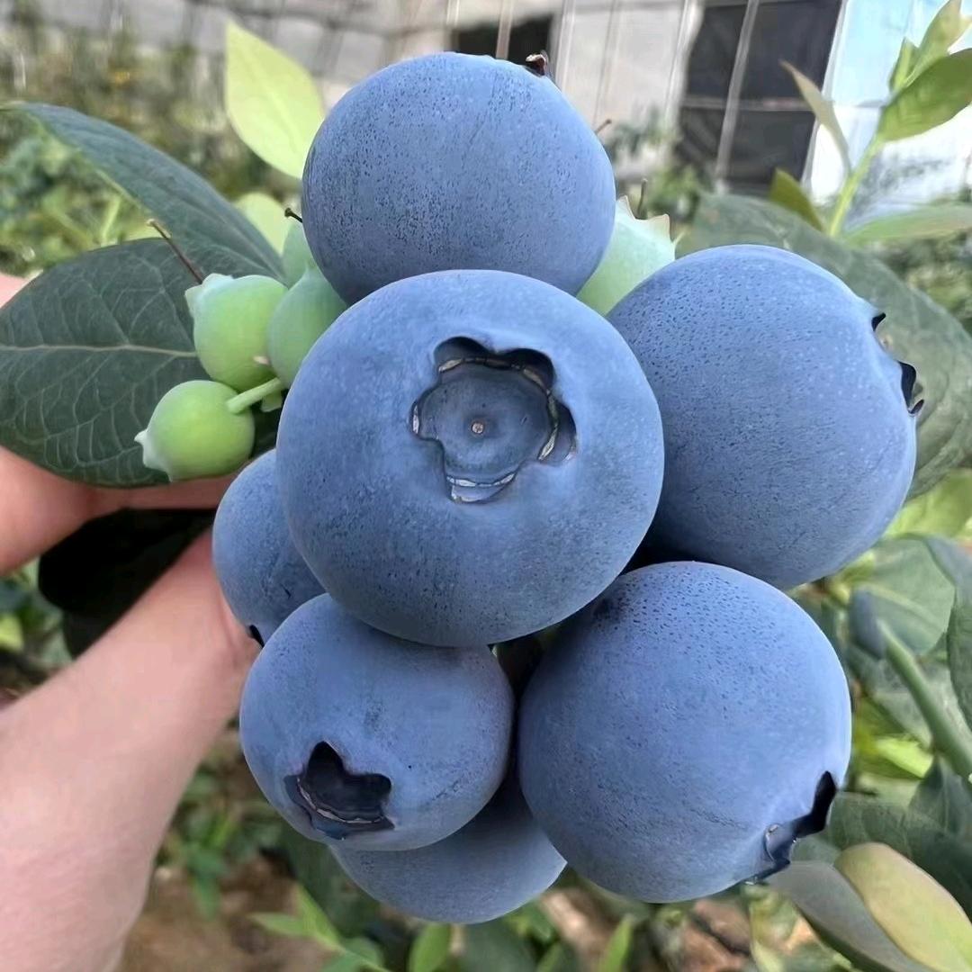 花芊茗果萃果树苗木专卖店