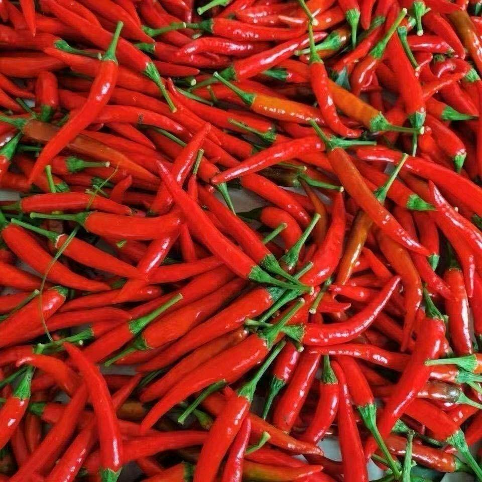 田园到舌·小米椒