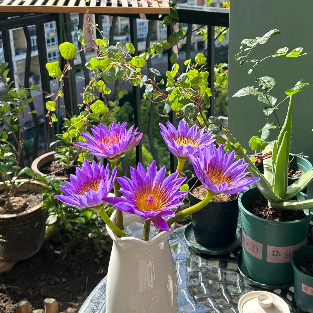 一起种草吧