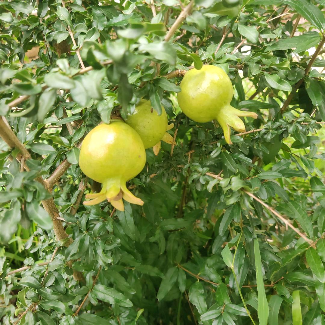 平安健康一家人