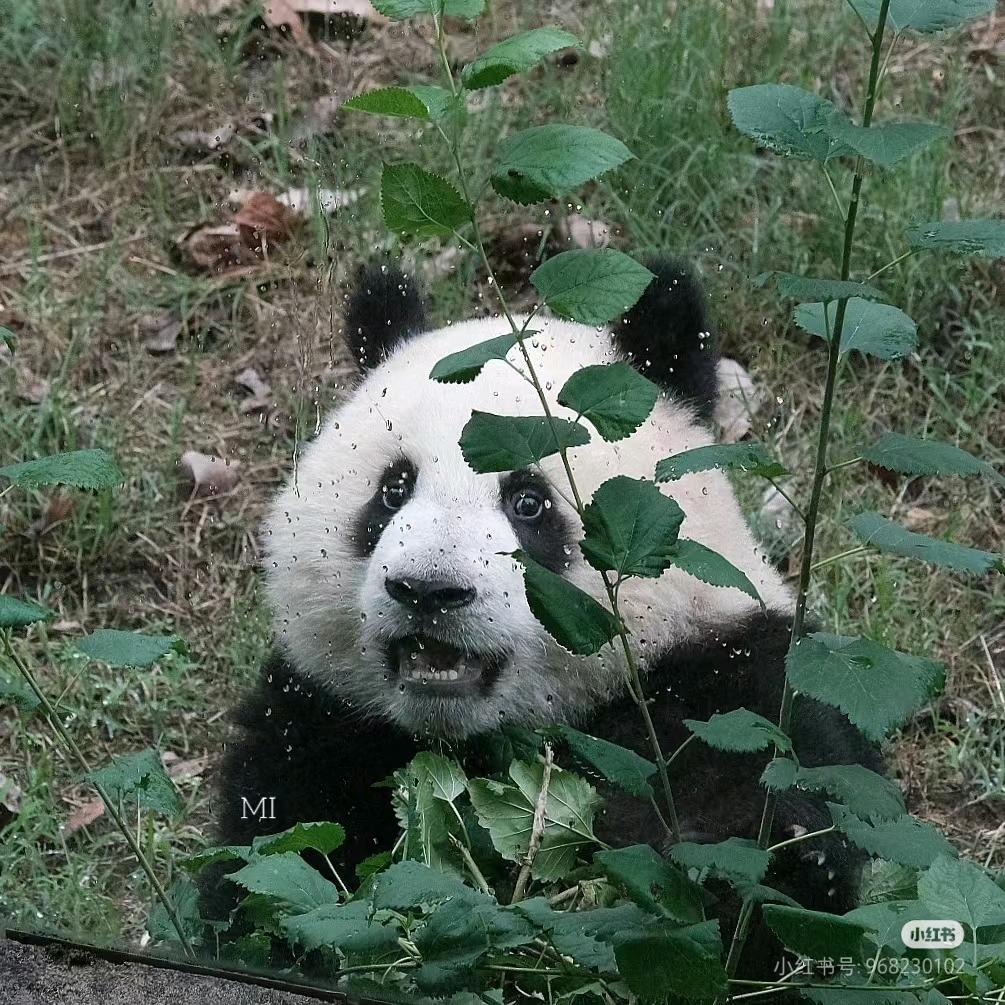 是她爱笑呀