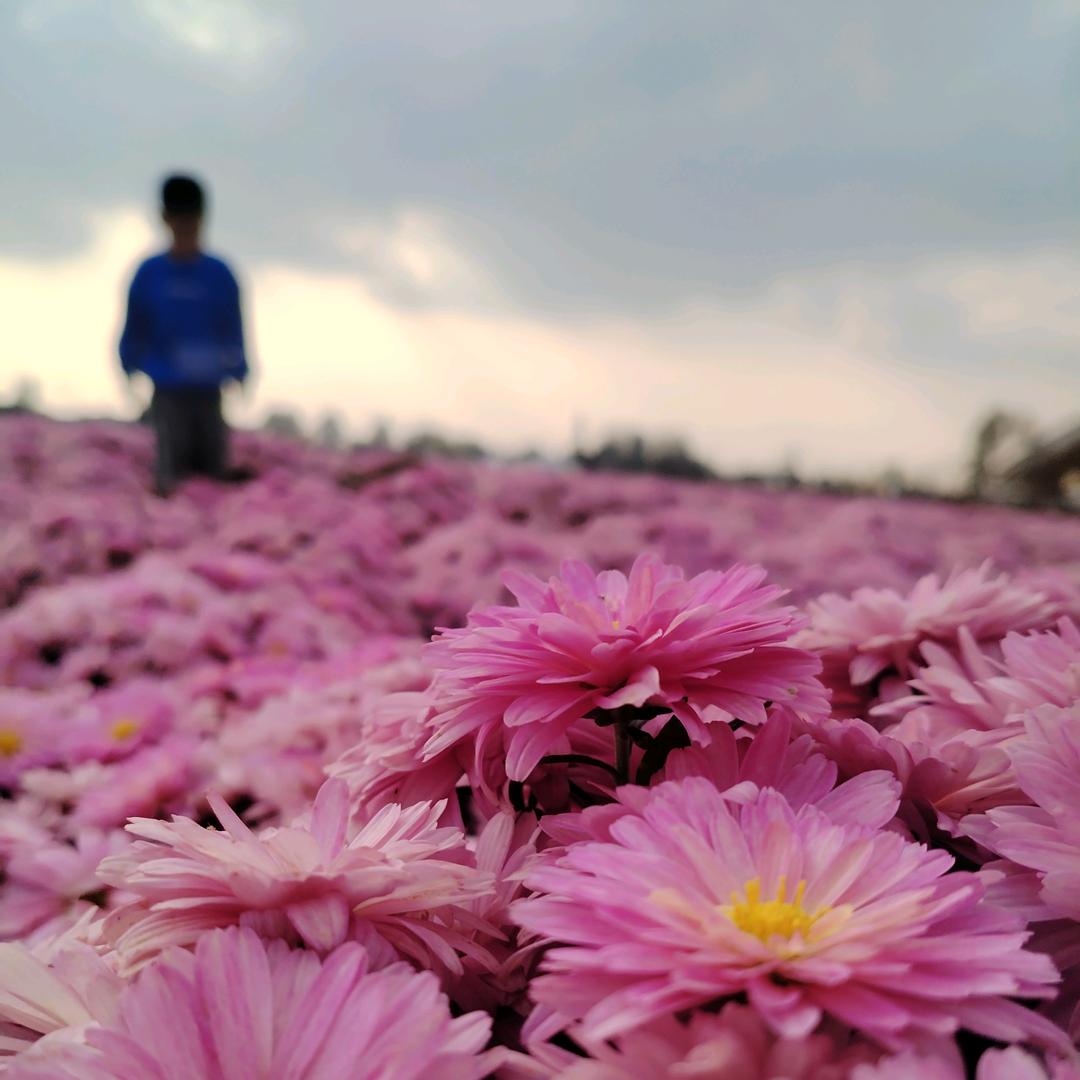 缦陀锣花