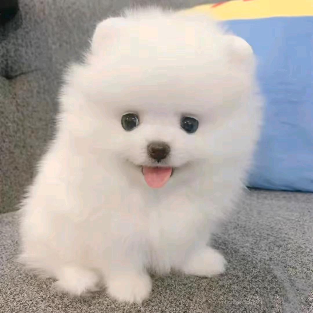 爱狗更爱家
