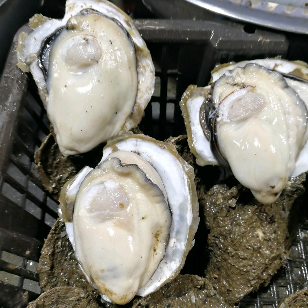 蚝中蚝
