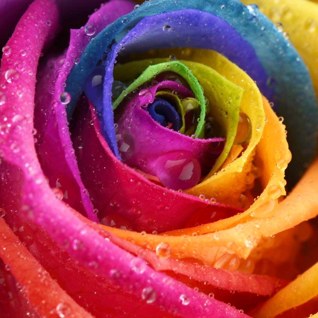 桃花诺