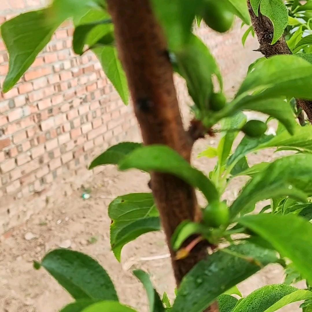 用户6187995741537小草