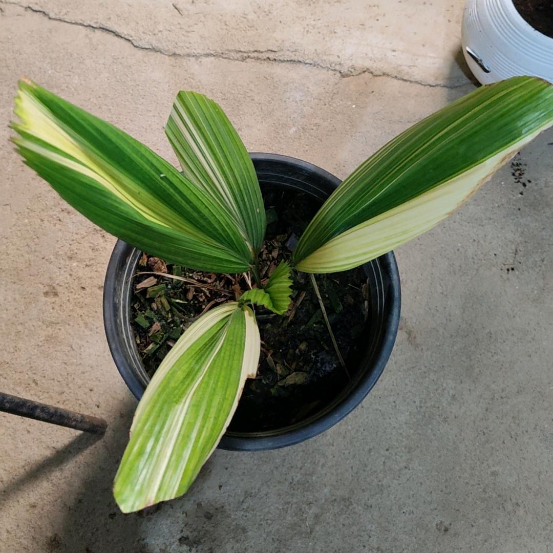 小小一片天绿植批发