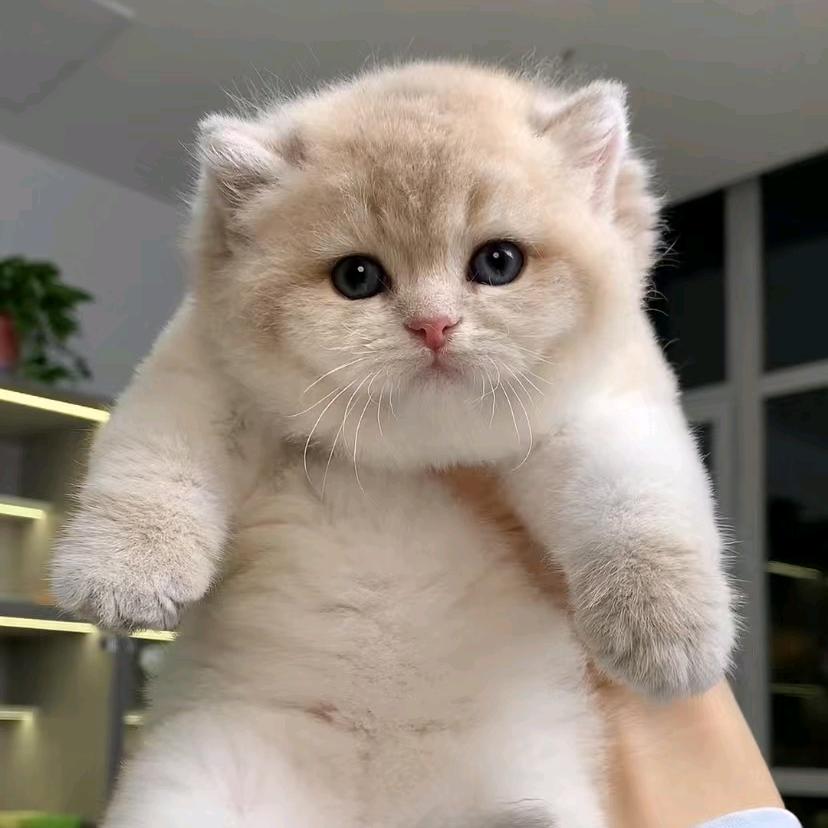 Cici家的猫咪后花园