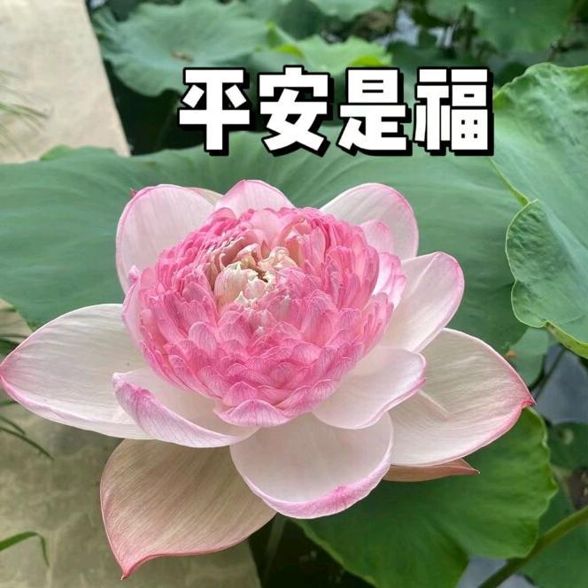 ꒰ঌ淇默໒꒱