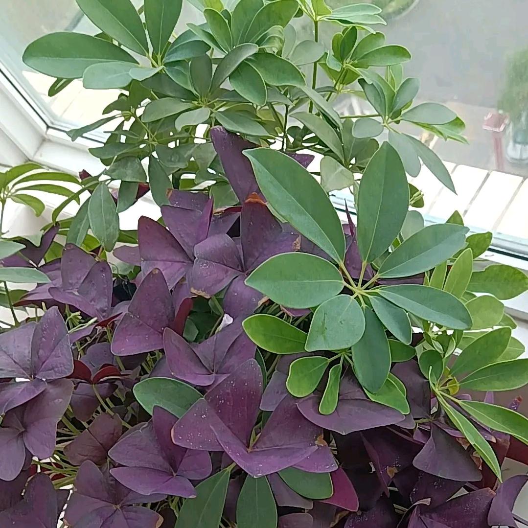 蒙福