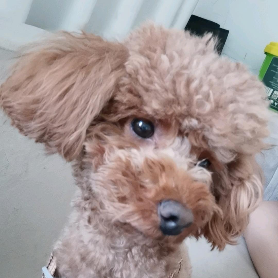 翔～