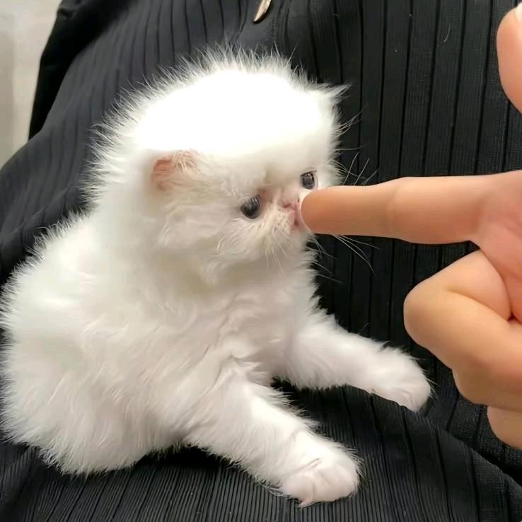 拂晓