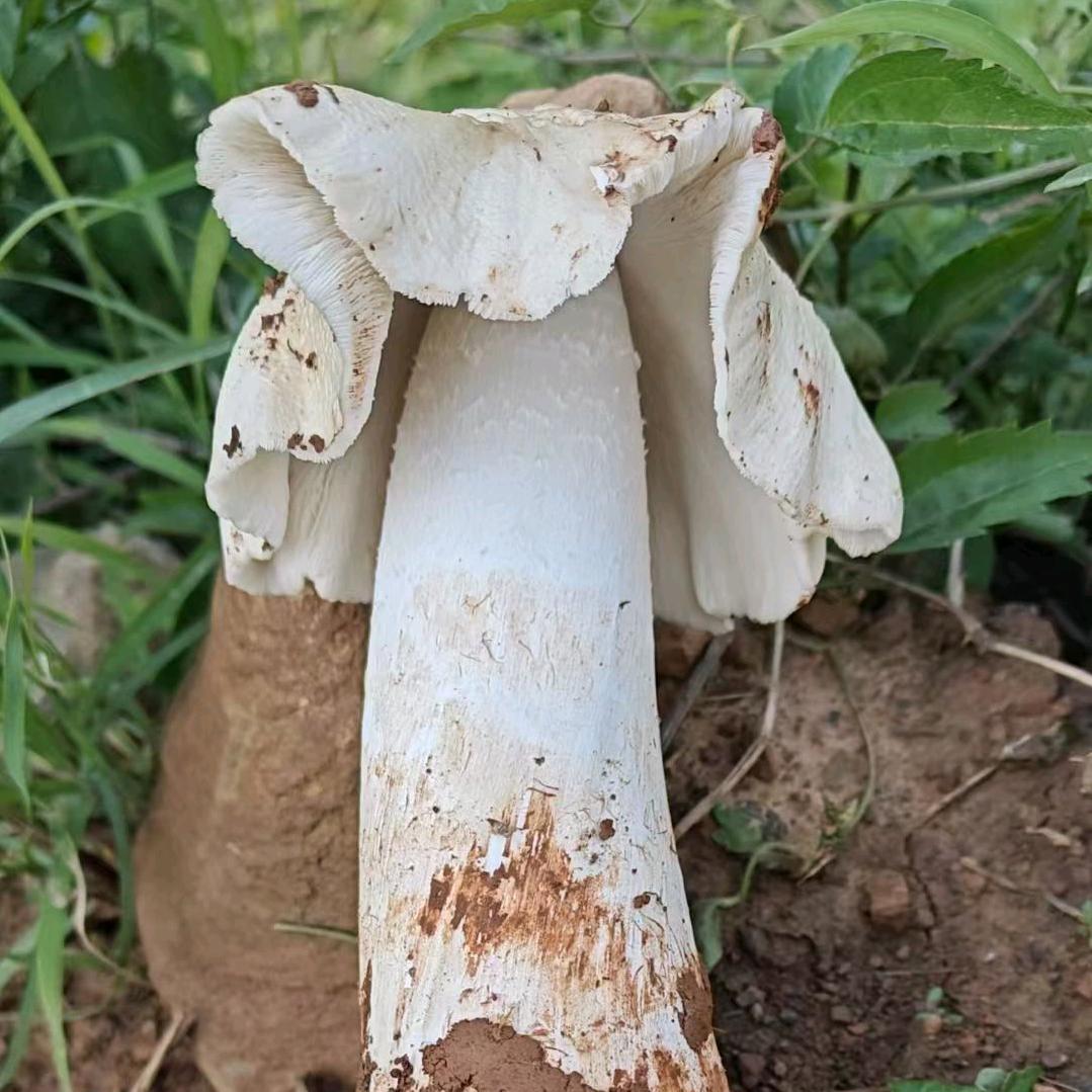 🌿এ天♬涯ꦿℴ࿐