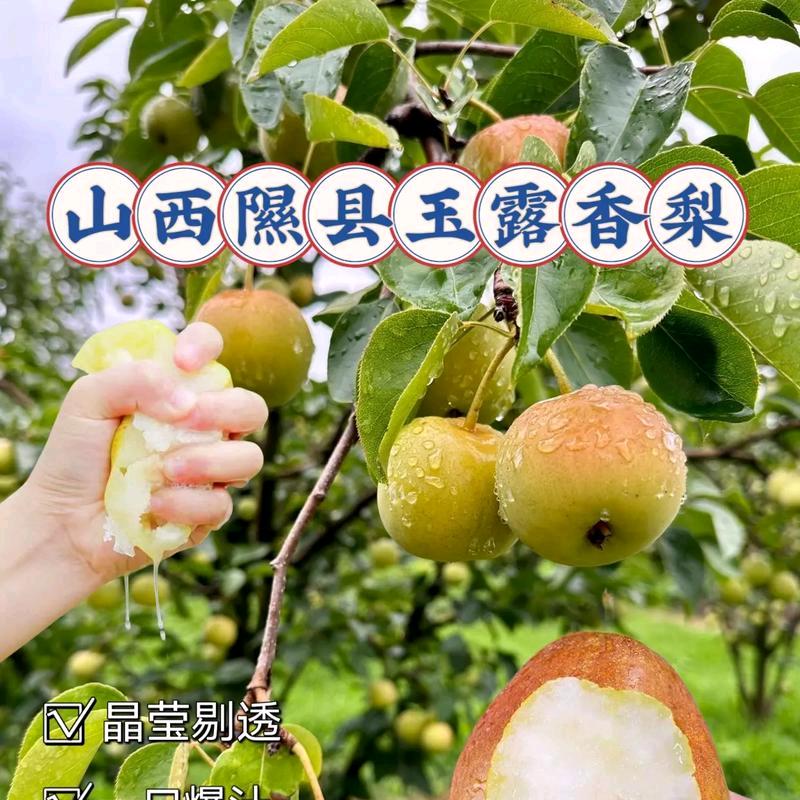 隰县德虎塬乡情梨果种植园