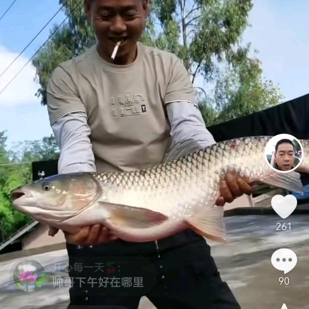 杨日白