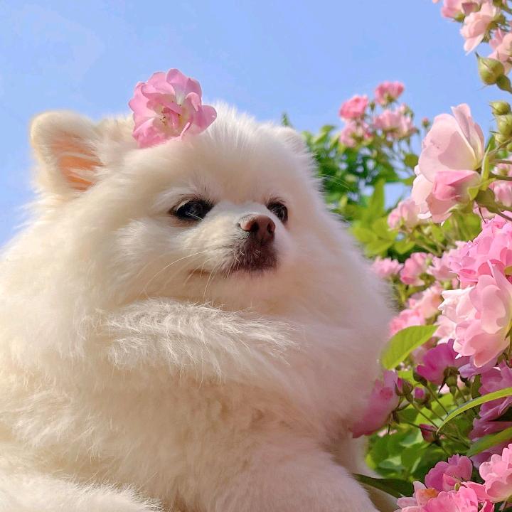 爱吃栗子蓉馅的蓉蓉