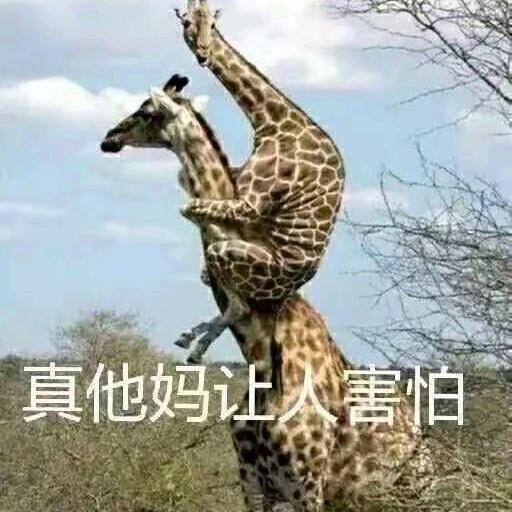 哦赑屃