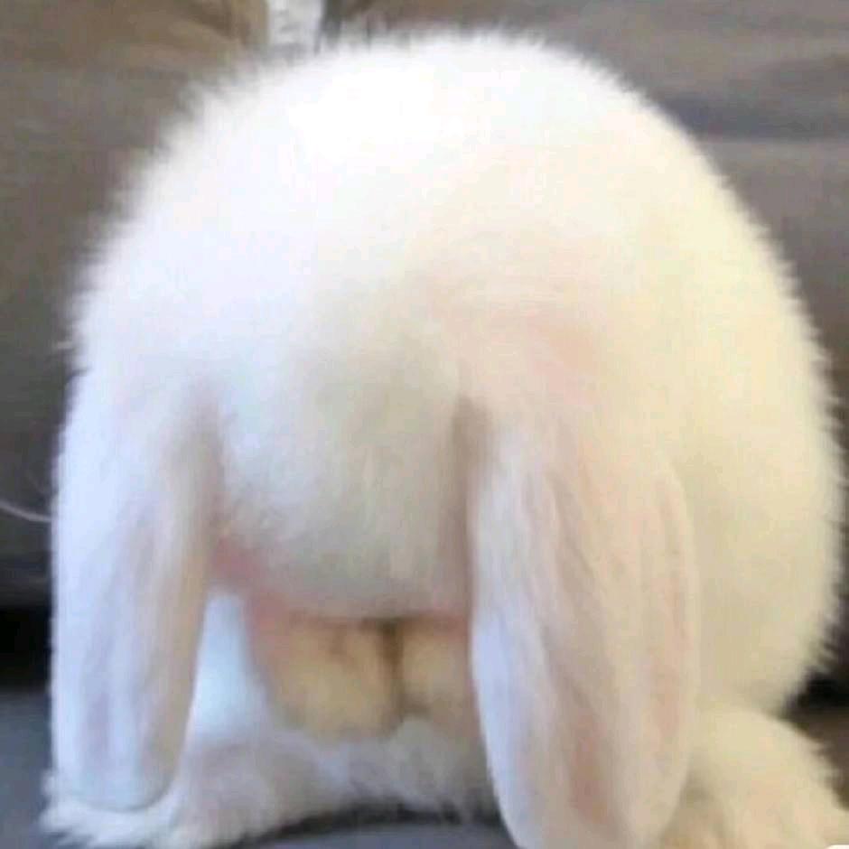 🐰