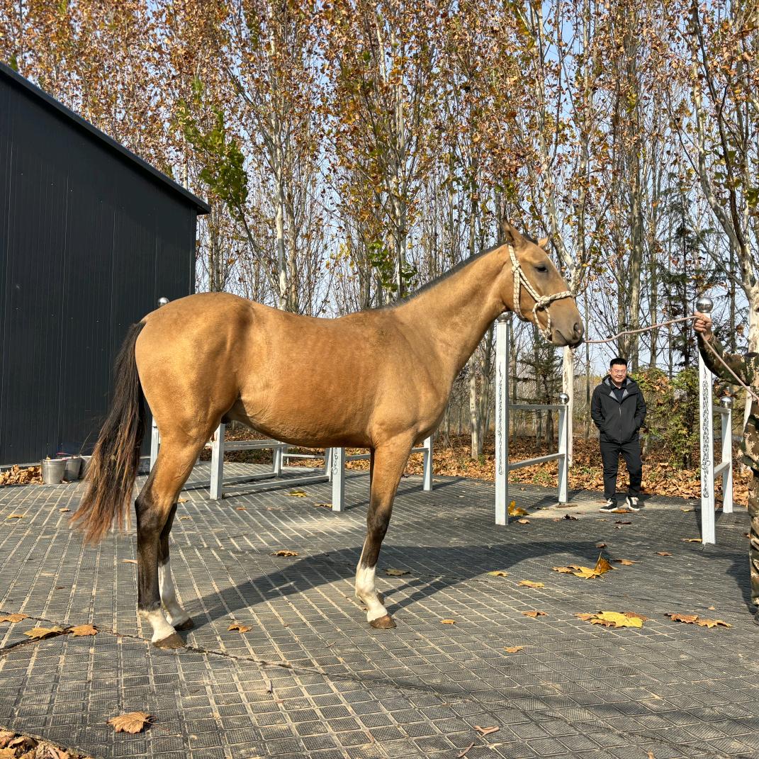 沙哈迈德汗血宝马（世界冠军）