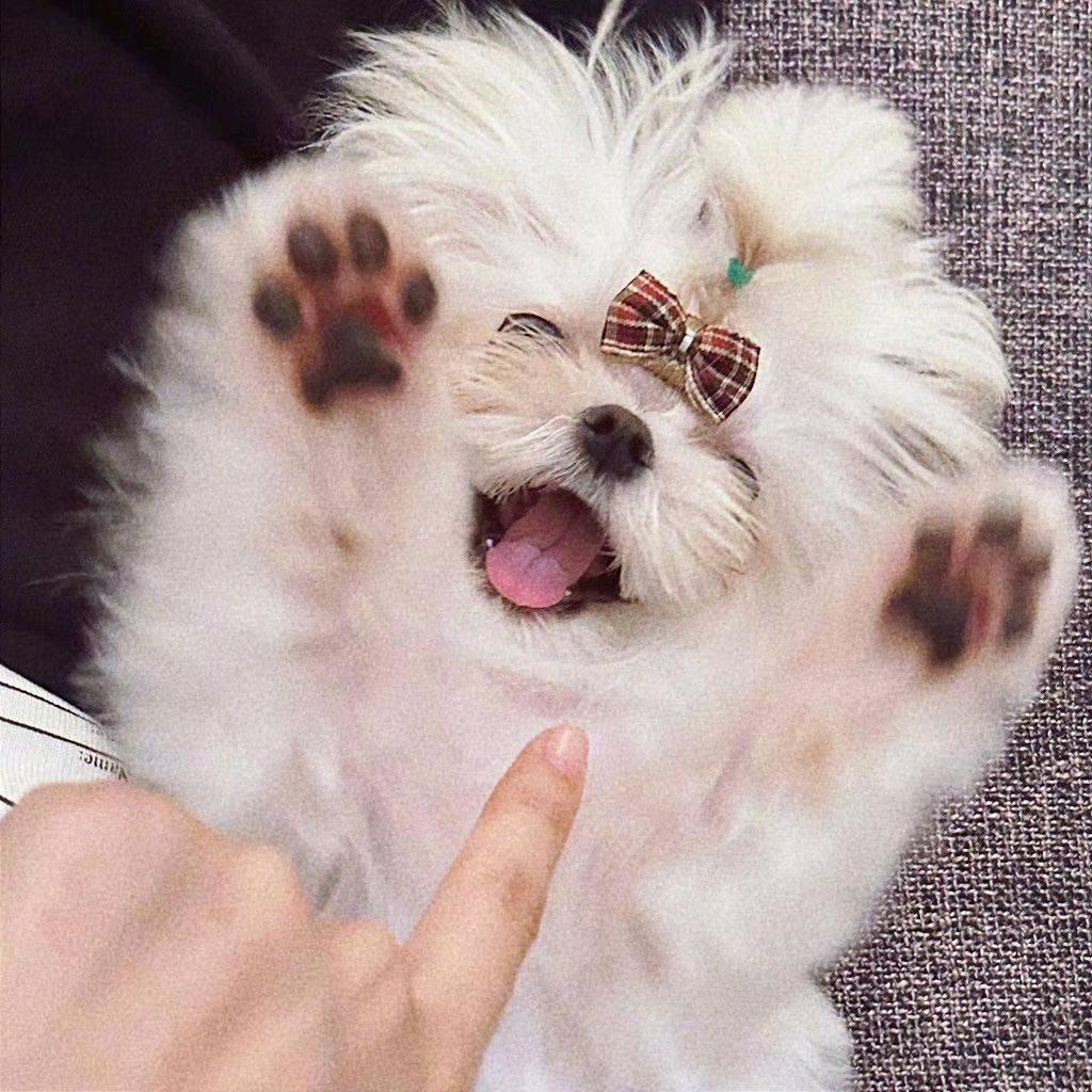 久伴梦妍my