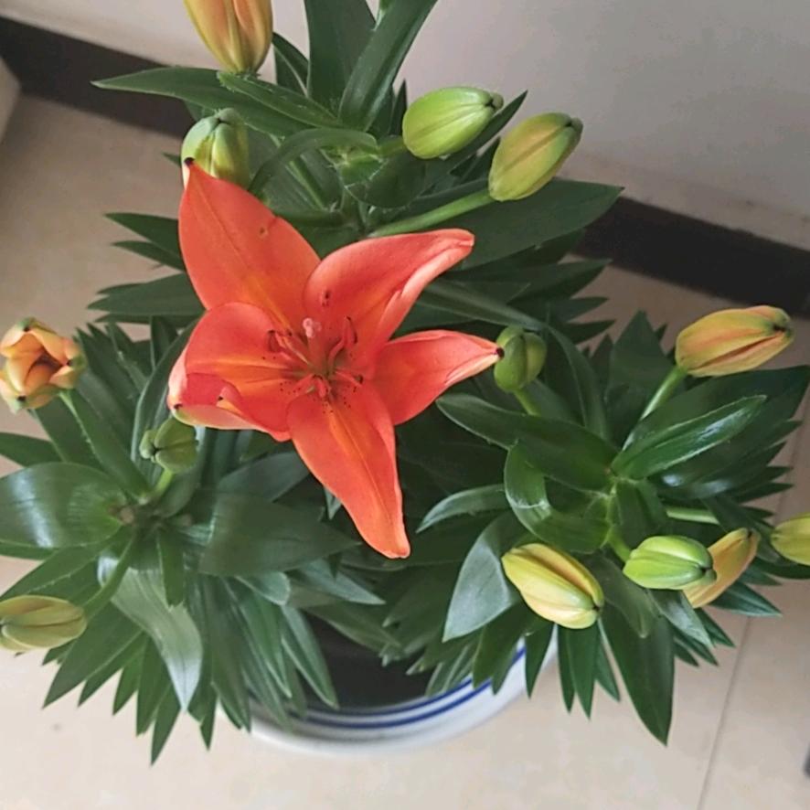 做一条鱼🐟（拒绝私聊）