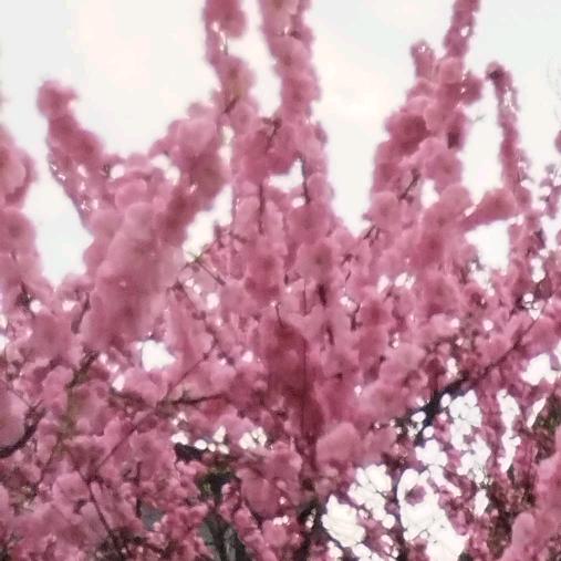 顺其自然qingqiziran873