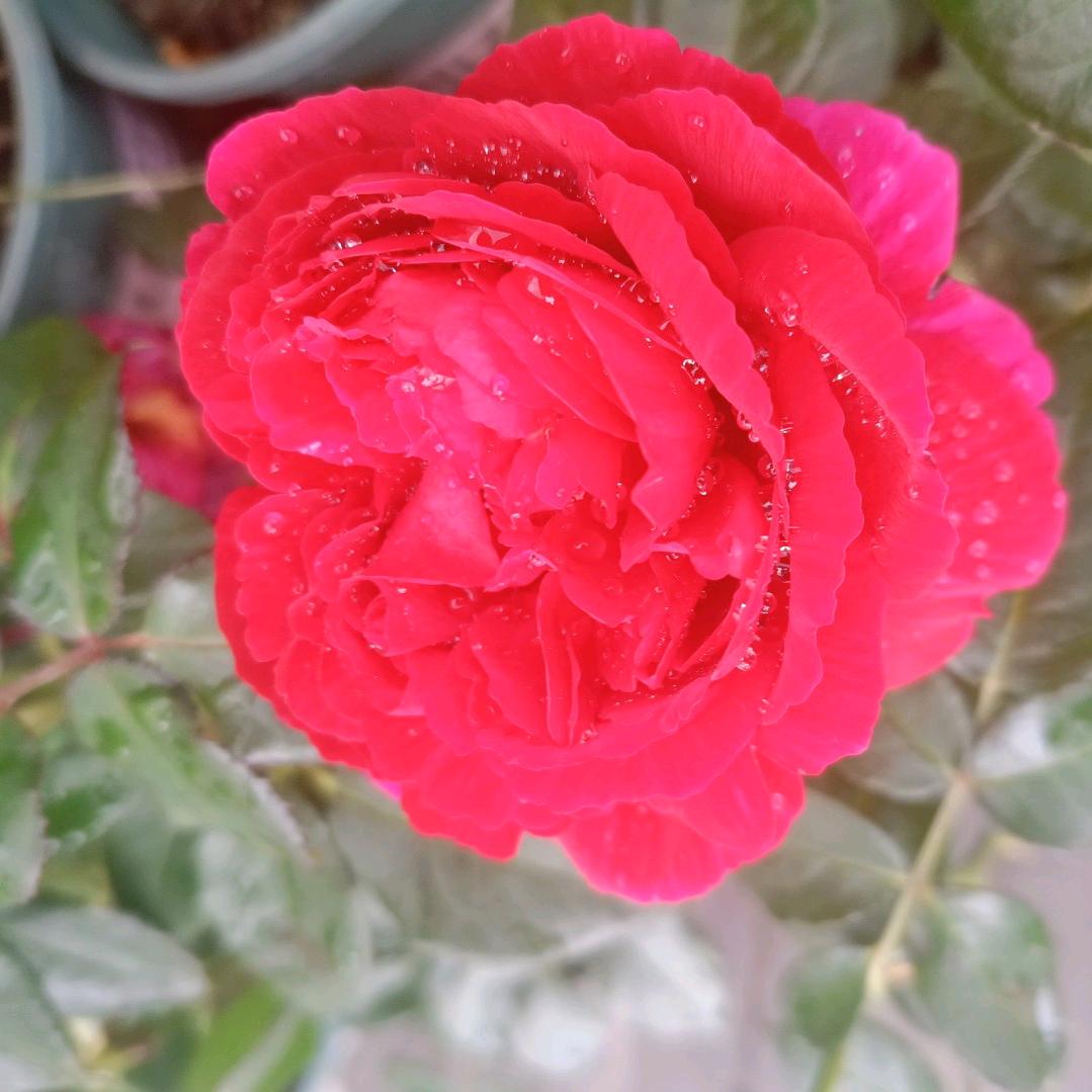 春暖花开