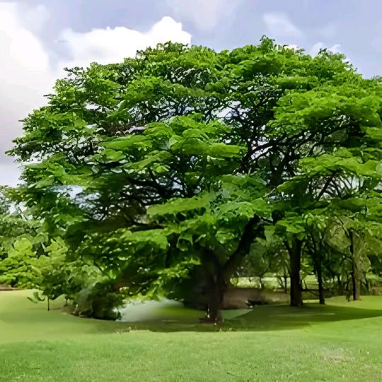 黄河