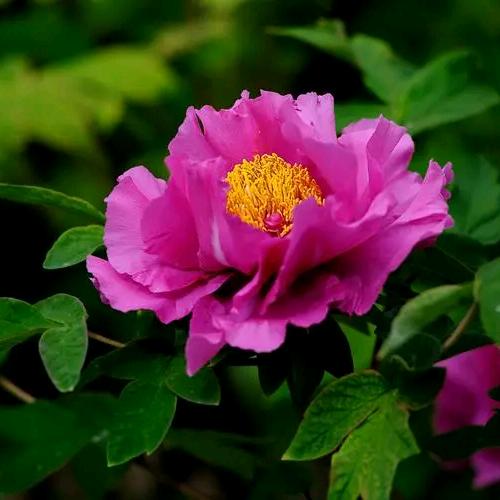 我是一只小花花