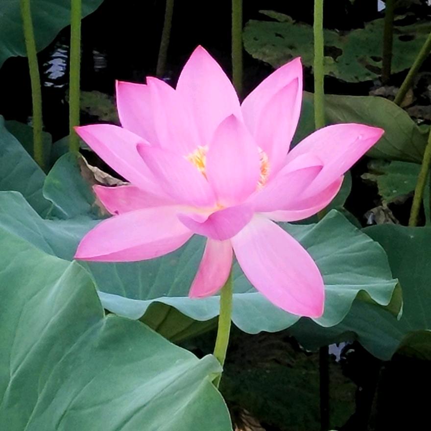 阅己，越己，悦己