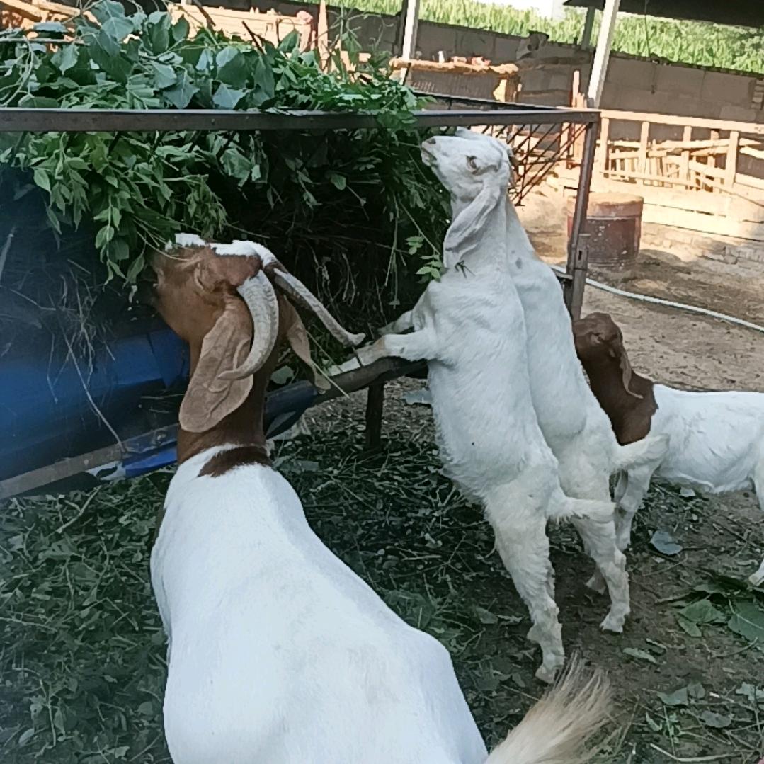 自信养羊～  老王