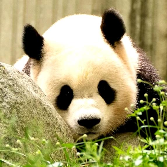 蕊蕊🐼Cherry