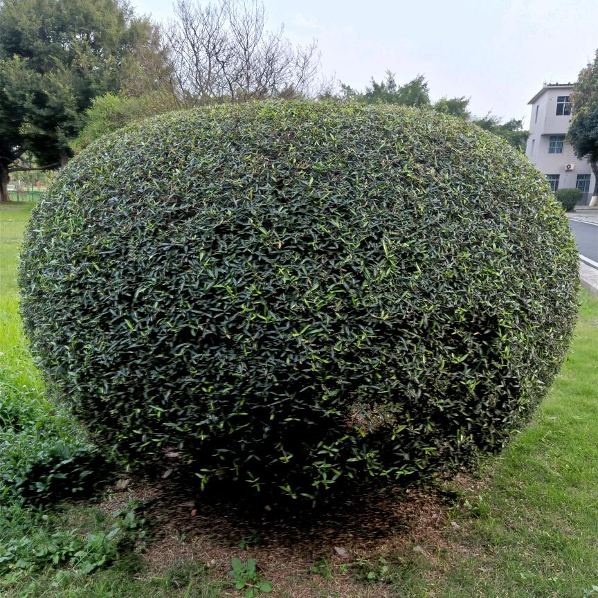 荧光荟火