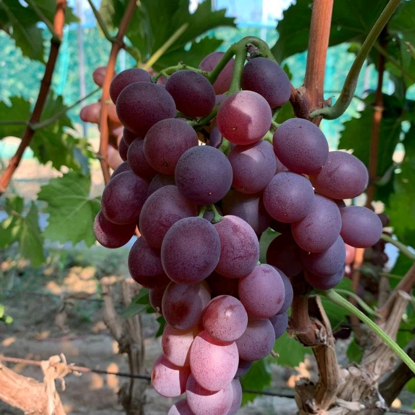 大连对门沟玫瑰香葡萄