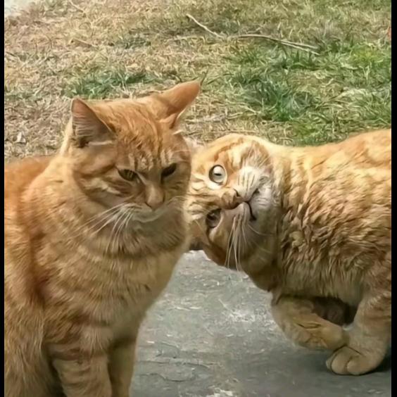 大橘🐱为重