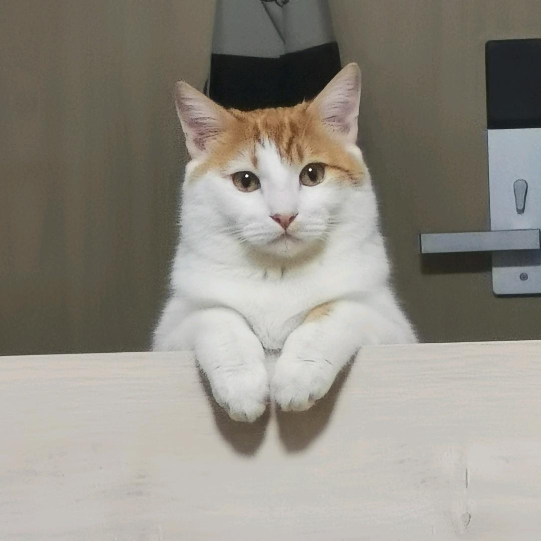 不会飞的