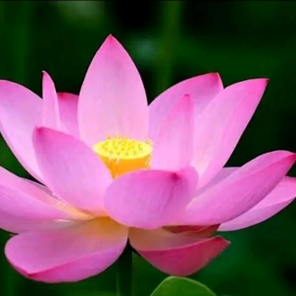 封心锁爱，，，🙏