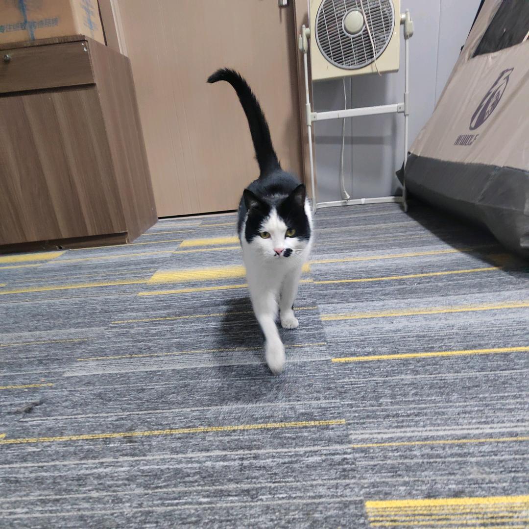 小花猫