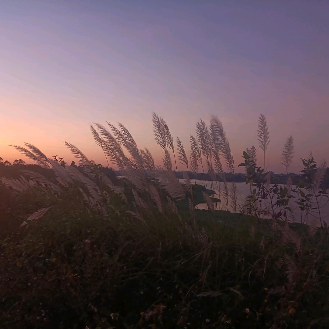 沙沙