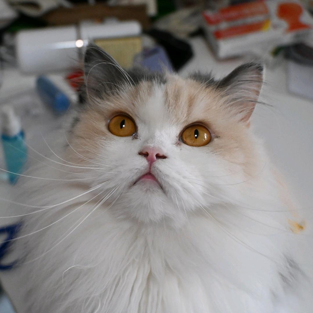虾饼📷