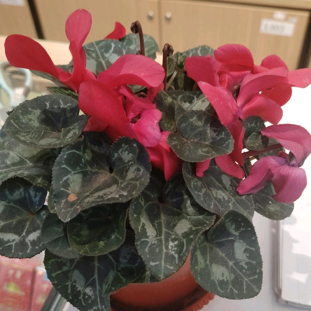 小桥流水