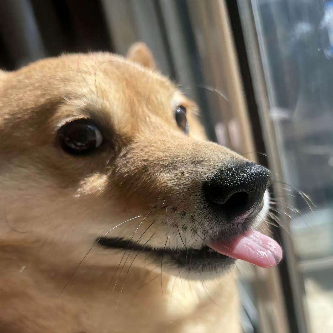 珍的很想妮